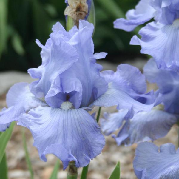 6 x Iris des jardins 'Babbling Brook'  - godet 9cm x 9cm