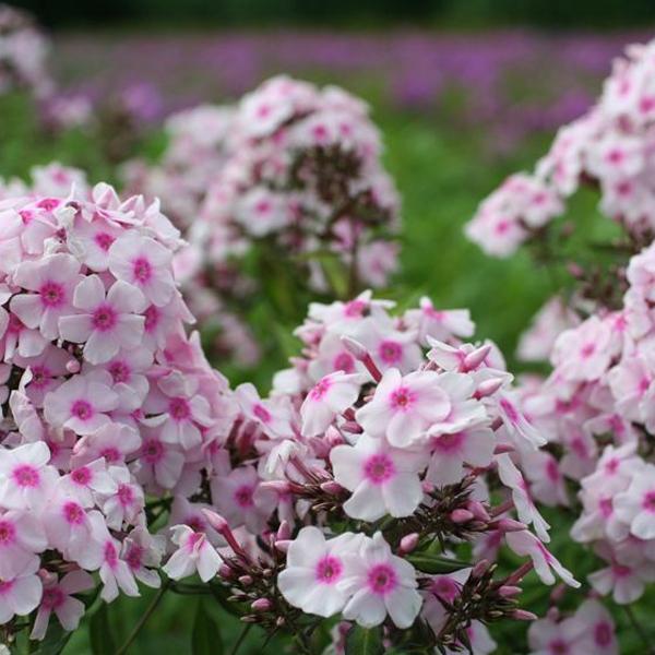 6 x Phlox paniculé 'Europa'  - godet 9cm x 9cm