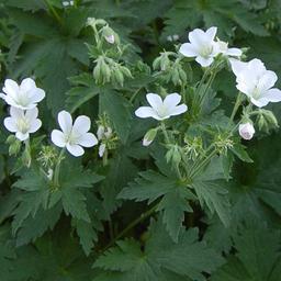 6 x Géranium vivace des bois 'Album'  - godet 9cm x 9cm