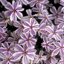 6 x Phlox mousse 'Candy Stripes'  - godet 9cm x 9cm