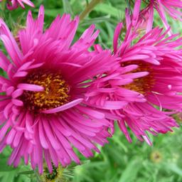 6 x Aster de la Nouvelle-Angleterre  - godet 9cm x 9cm