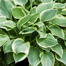 6 x Hosta fortunei 'Aureomarginata'  - godet 9cm x 9cm