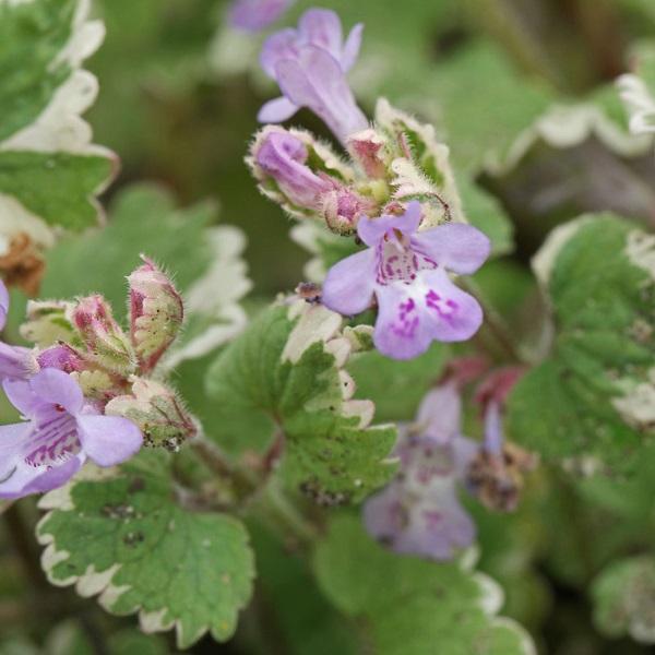 6 x Glechoma hederacea 'Variegata'  - godet 9cm x 9cm