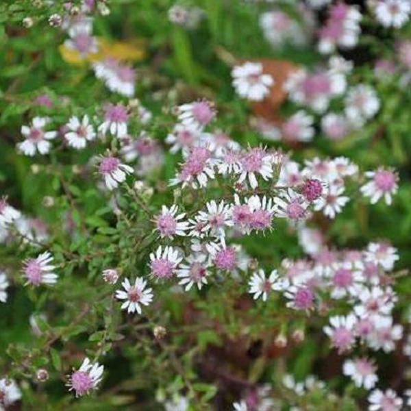 6 x Aster d'Automne  - godet 9cm x 9cm