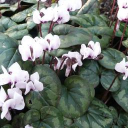 6 x Cyclamen hederifolium  - godet 9cm x 9cm