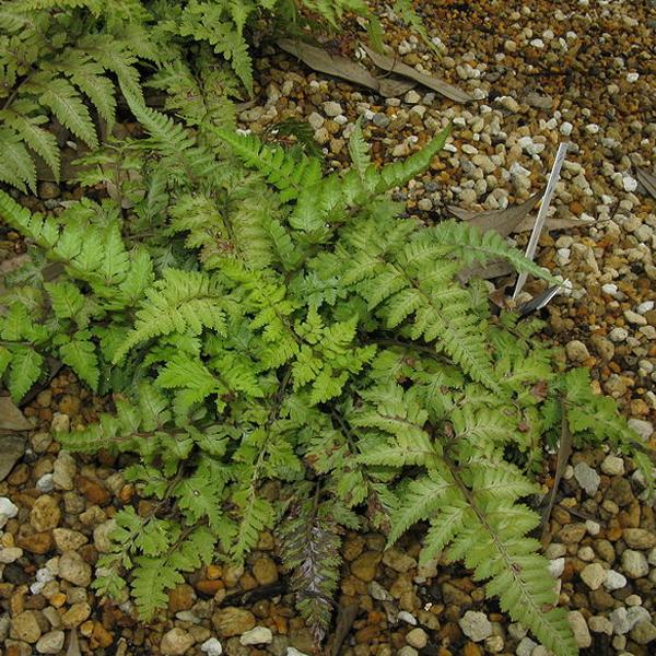 6 x Athyrium niponicum 'Metallicum'  - godet 9cm x 9cm