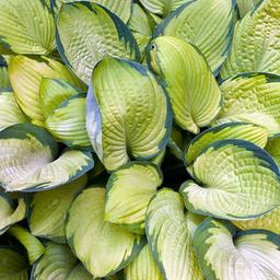 6 x Hosta 'Gold Standard'  - godet 9cm x 9cm