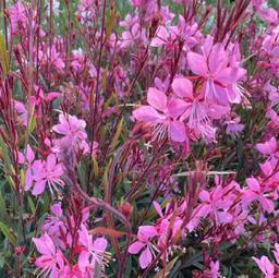 6 x Gaura lindheimeri 'Tutti Frutti'  - godet 9cm x 9cm