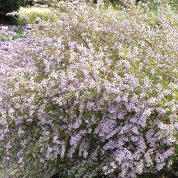 6 x Aster ericoides 'Erlkoenig'  - godet 9cm x 9cm