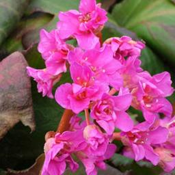 6 x Bergenia 'Abendglut'  - godet 9cm x 9cm