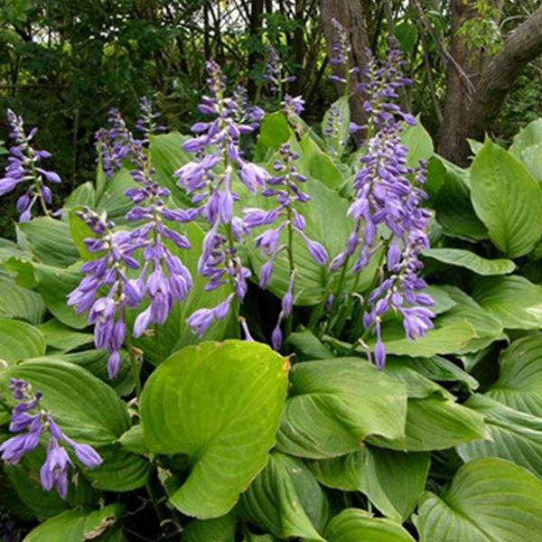 6 x Hosta ventricosa  - godet 9cm x 9cm