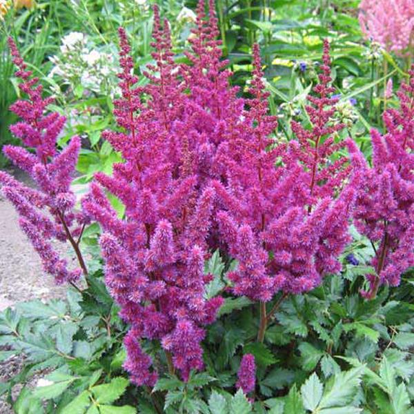 6 x Astilbe de Chine  - godet 9cm x 9cm