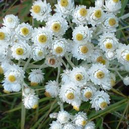 6 x Immortelle d'Argent 'Neuschnee'  - godet 9cm x 9cm