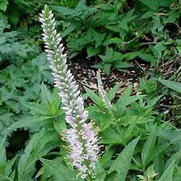 6 x Veronicastrum virginicum 'Album'  - godet 9cm x 9cm