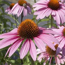 6 x Rudbeckia pourpre  - godet 9cm x 9cm