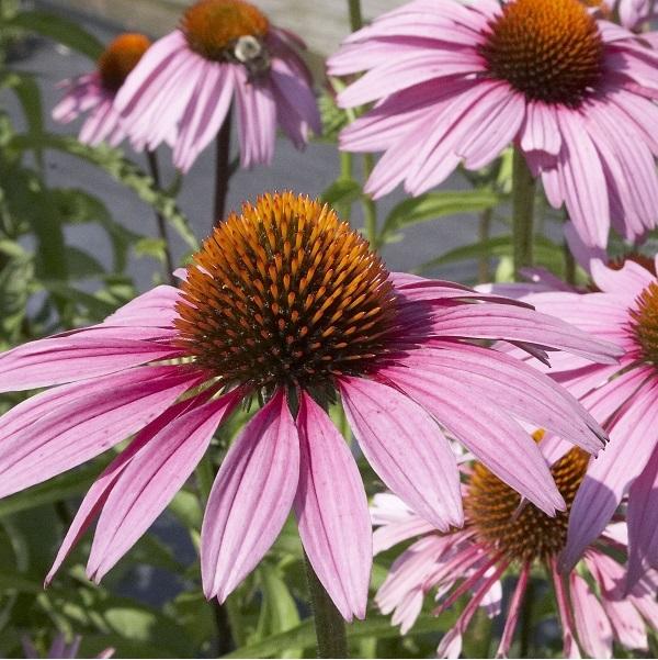 6 x Rudbeckia pourpre  - godet 9cm x 9cm