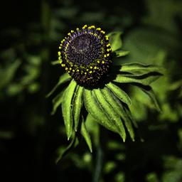 6 x Rudbeckie occidentale  - godet 9cm x 9cm