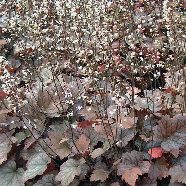 6 x Heucherella 'Quicksilver'  - godet 9cm x 9cm