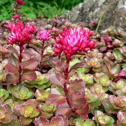 6 x Orpin spurium 'Purpurteppich'  - godet 9cm x 9cm