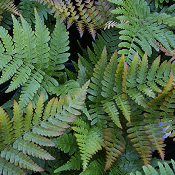 6 x Dryopteris erythrosora  - godet 9cm x 9cm