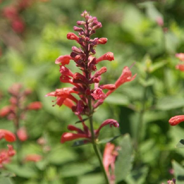 6 x Agastache à odeur de fenouil  - godet 9cm x 9cm