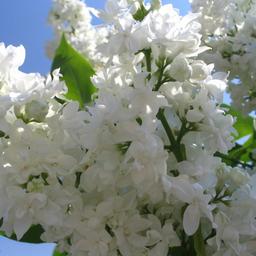 Lilas commun 'Mme Lemoine'  - 60-80 cm pot