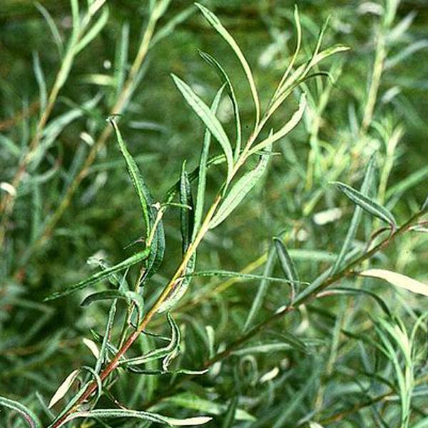 2 x Saule à feuilles d'argousier 'Angustifolia'  - 50-60 cm pot