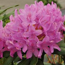 Rhododendron 'Roseum Elegans'  - 60-80 cm pot