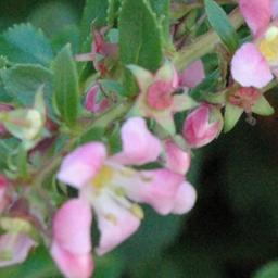 2 x Escallonia 'Dart's Rosyred'  - 40-50 cm pot