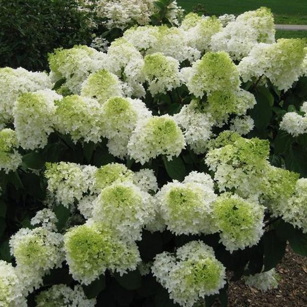 2 x Hortensia paniculé 'Polar Bear'®  - 40-50 cm pot