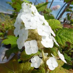 Hortensia à feuilles de chêne 'Snow Queen'  - 50-60 cm pot