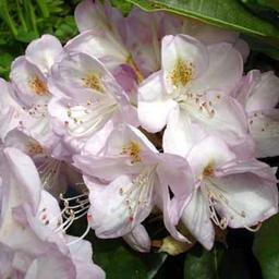 Rhododendron 'Gomer Waterer'  - 40-50 cm pot