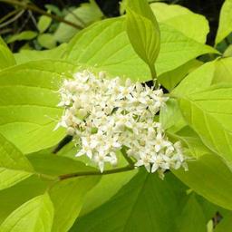 2 x Cornouiller blanc 'Aurea'  - 60-80 cm pot