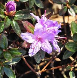 2 x Rhododendron 'Moerheim'  - 20-30 cm pot