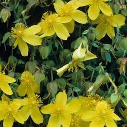 2 x Hypericum densiflorum 'Buttercup'  - 30-40 cm pot