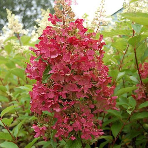 Hortensia paniculé 'Pinky Winky'  - 60-80 cm pot