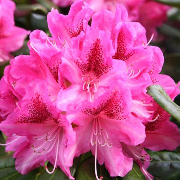 Rhododendron 'Cosmopolitan'  - 40-50 cm pot