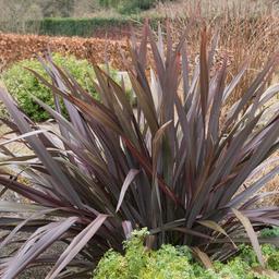 Lin de Nouvelle-Zélande  - 60-80 cm pot