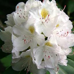 Rhododendron 'Madame Masson'  - 40-50 cm pot