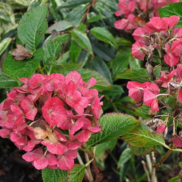 2 x Hortensia 'Alpenglühen'  - 25-30 cm pot