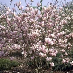 Magnolia 'George Henry Kern'  - 60-80 cm pot