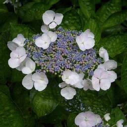 Hortensia 'Teller White'  - 40-60 cm pot