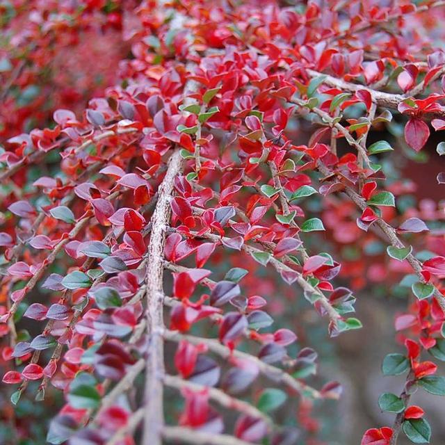 2 x Cotonéaster rampant  - 20-25 cm pot