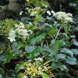 2 x Hortensia grimpant 'Petiolaris'  - 40-60 cm pot