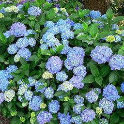 2 x Hortensia 'Blauer Prinz'  - 25-30 cm pot