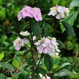 2 x Hortensia 'Preziosa'  - 25-30 cm pot