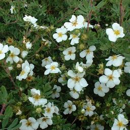 2 x Potentille arbustive 'Abbotswood'  - 25-30 cm pot