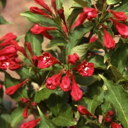 2 x Weigela 'Red Prince'  - 50-60 cm pot