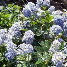 2 x Lilas de Californie 'Edinburgh'  - 30-40 cm pot