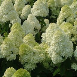 Hortensia paniculé 'Limelight'  - 60-80 cm pot